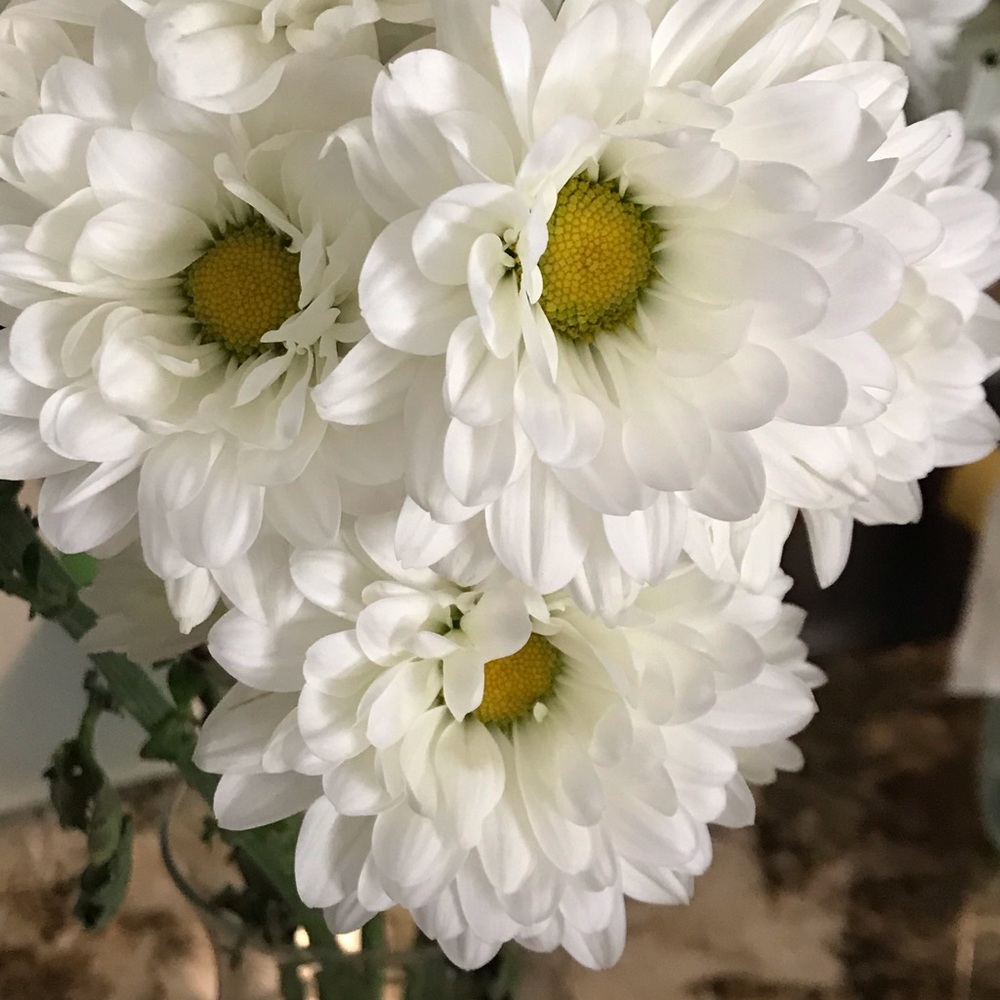 Meet your Posher, Marci